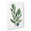 Olive Tree Flowers Illustration - Wrapped Canvas Painting-55360569