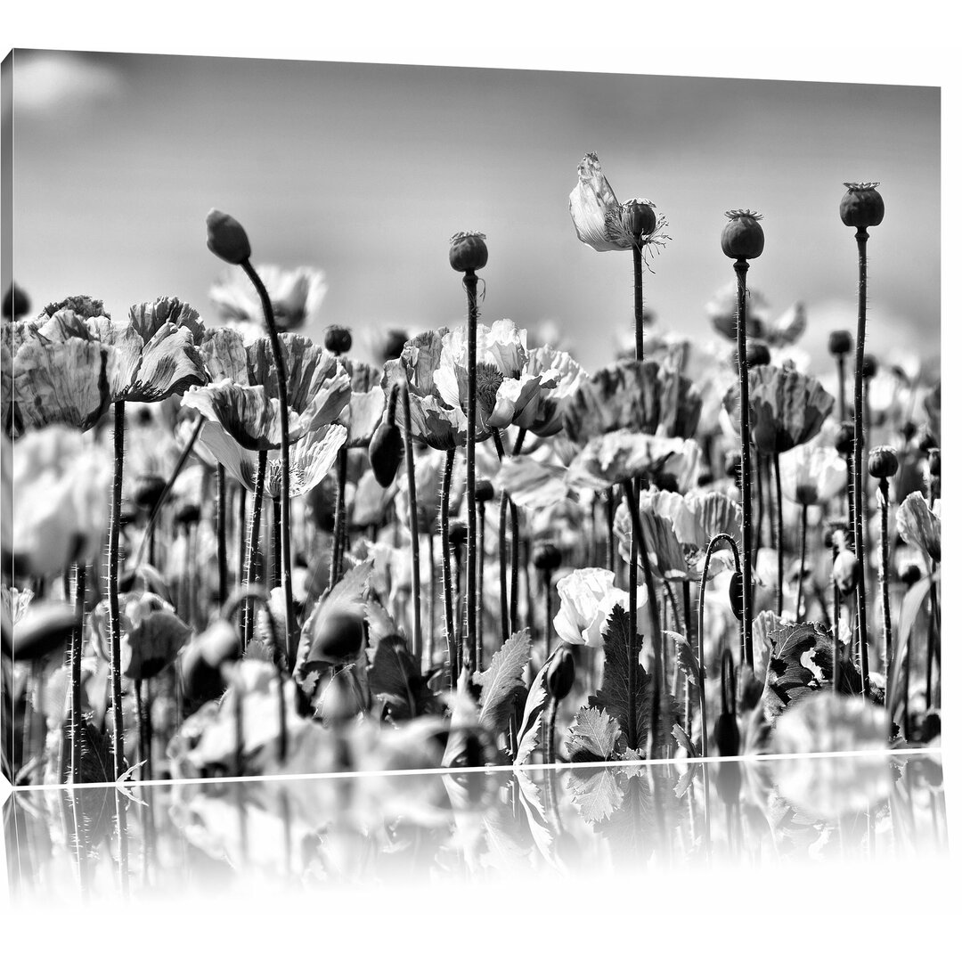 Leinwandbild Blumenwiese Mohnblumen in Monochrom