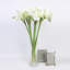 Tige orchidée clivia-31075627-31075629