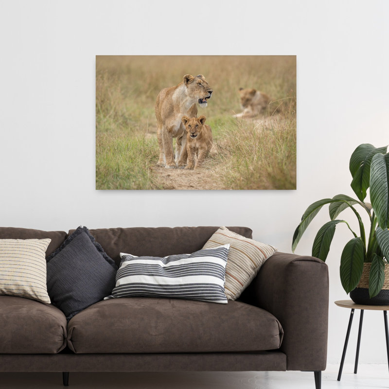 African Lion Family Contemporary Cat Lion Nature Wildlife Wall Art Print, 60.96cm H x 91.44cm W