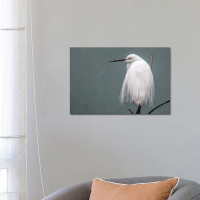 Egret by David Gardiner - Gallery-Wrapped Canvas Giclée on Canvas