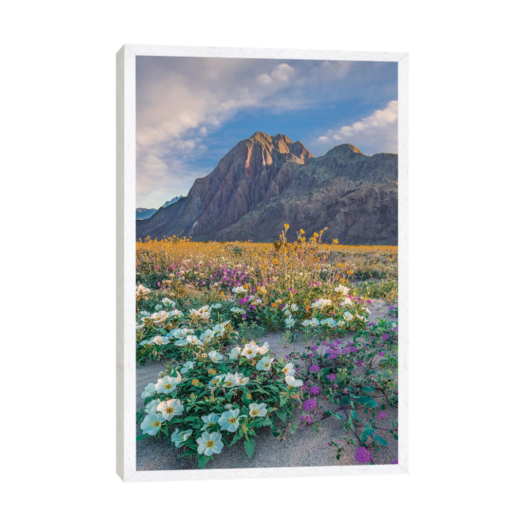 Desert Sand Verbena, Desert Sunflower And Desert Lily Spring Bloom Anza-Borrego Desert State Park CA von Tim Fitzharris ...