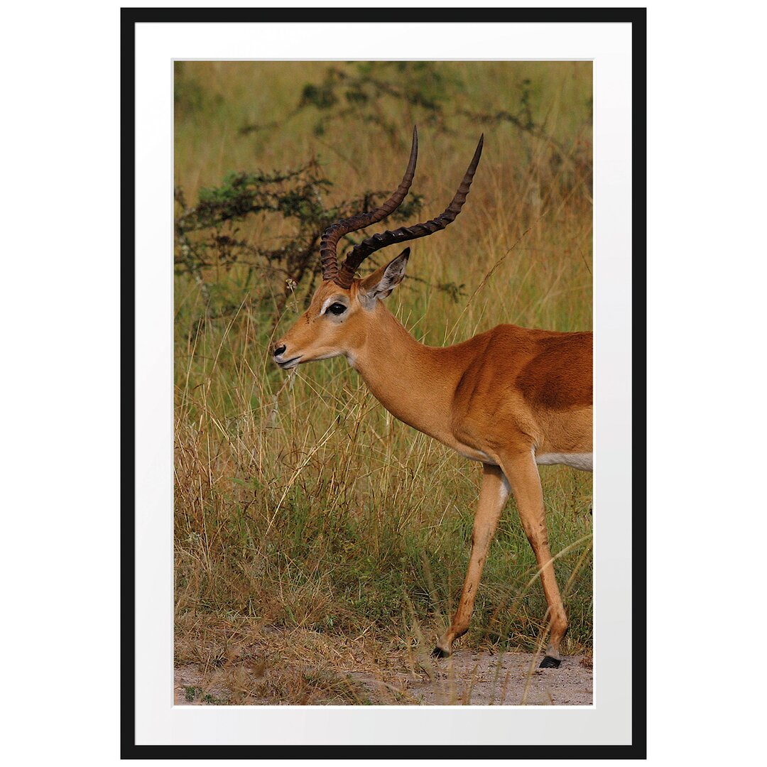 Gerahmtes Poster Dorkasgazelle in der Savanne