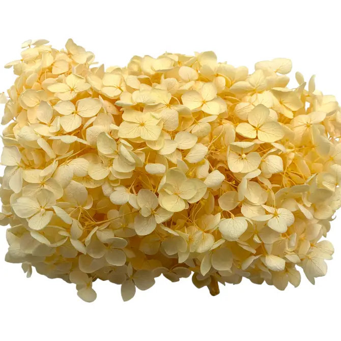 Dried Anna Hydrangea, Champage