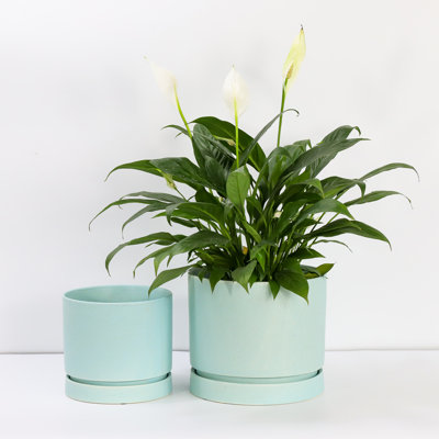 Carmel Attached Saucers Planters