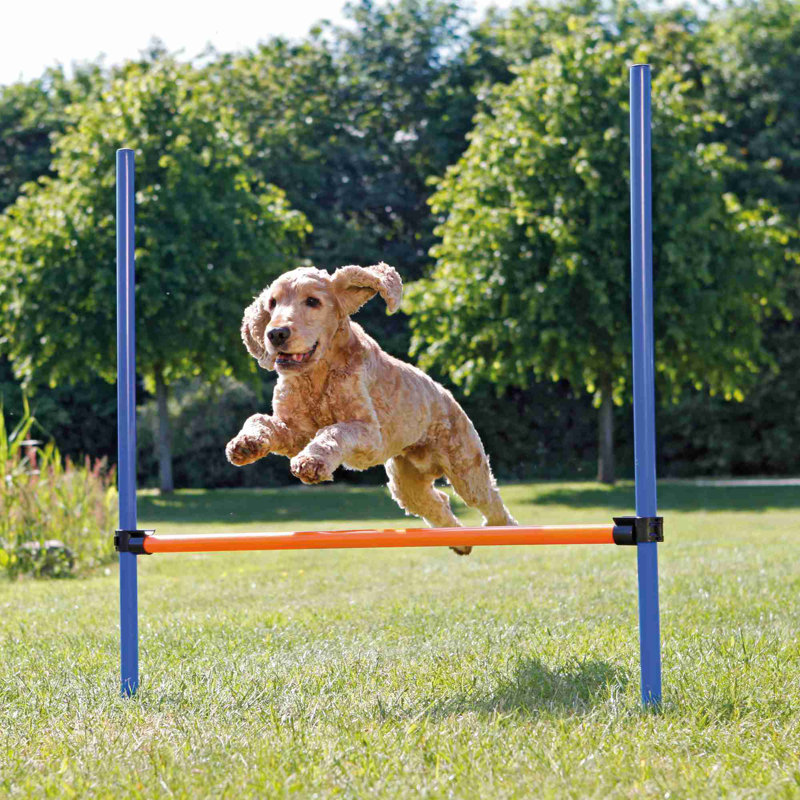Adjustable Blue and Orange Dog Agility Hurdle