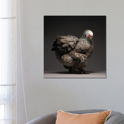 Brahma - Wrapped Canvas Print