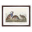 Partridge Birds by John Audubon - Framed Print-55616600-55616599