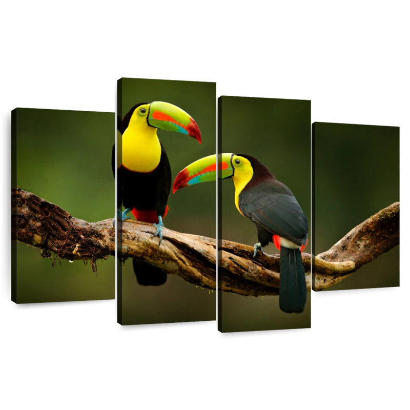 Brampt Toucans On Branch