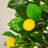 135cm Faux Lemon Tree in Pot