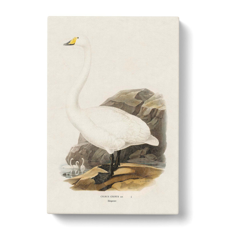 Whooper Swan by Von Wright - Wrapped Canvas Painting, 50cm H x 35cm W x 3cm D