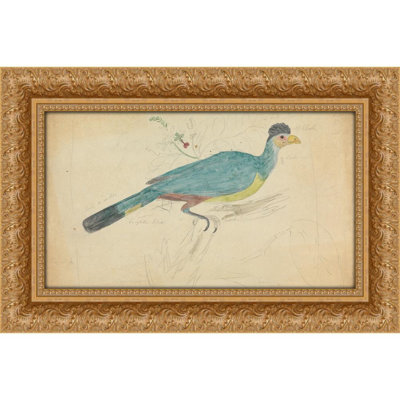Grand turaco bleu