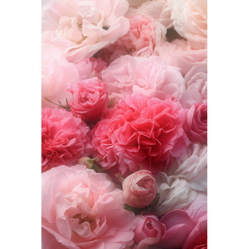 Roses rétro. - Photographie sur toile tendue, H 18 po x l 12 po