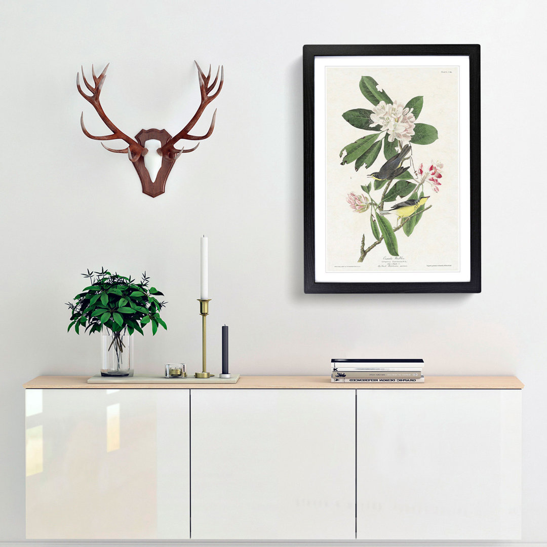 Canada Warbler Birds by John Audubon - Framed Print