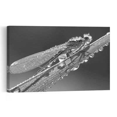 Morning Dew Damselfly Delicate Peaceful Serene Dragonfly Nature Wildlife Wall Art Print 1 Piece Wrapped Canvas Wall Art