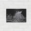«Zebra I» par Debra Van Swearingen-1958075733