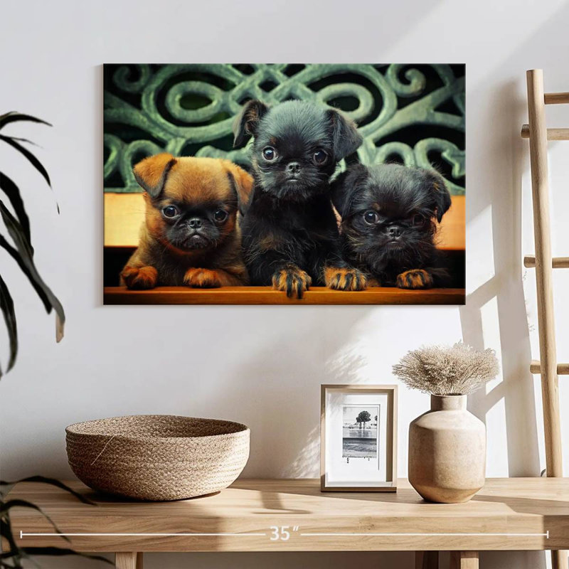 Griffon Puppies, 16" H x 24" W