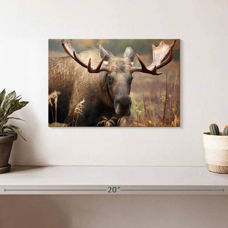 Brampt Male Moose, 8" H x 12" W