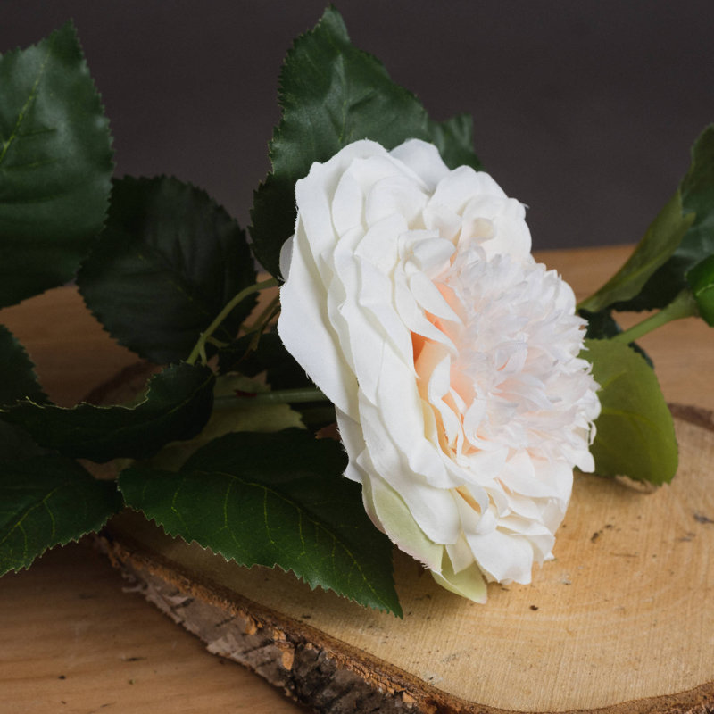 Anastasija Arrangement