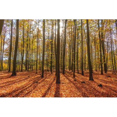 Thick Deciduous Forest by Jutka5 - Wrapped Canvas Print