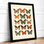 Butterfly Specimens Botanical - Framed Print-568902746-568902747