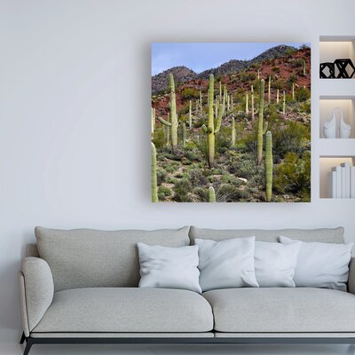 Santa Catalina Mountains by Mitch Catanzaro - Wrapped Canvas Photograph Print -  Millwood Pines, FA8BDB60223C480DA7259D0C581A9CDB