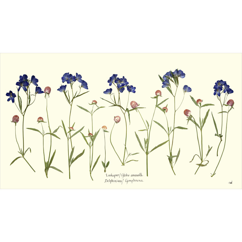Jardin Amaranth Larkspur