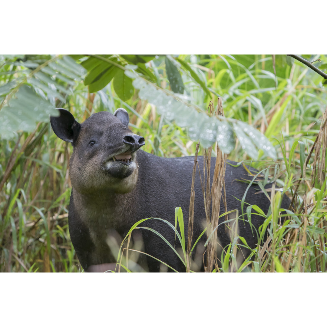 Baird's Tapir im nördlichen Nebelwald von Costa Rica