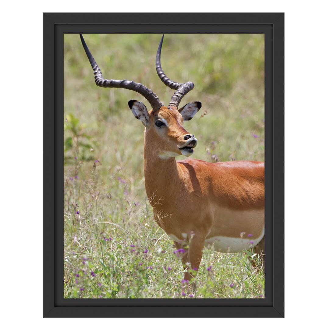 Gerahmtes Wandbild DorkasgazelleWildgras