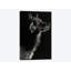 «Wolf II», reproduction de photo sur toile-29169632-72807131-72807137