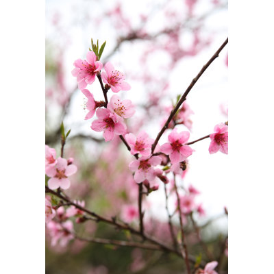 Addeson " Peach Blossoms " by Kemsab