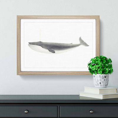 Blue Whale by C.M. Scammon - Picture Frame Drawing