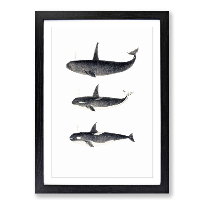 Orca Killer Whales by C.M. Scammon - Picture Frame Graphic Art Print on MDF, Black Framed, 36cm H x 27cm W x 2cm D