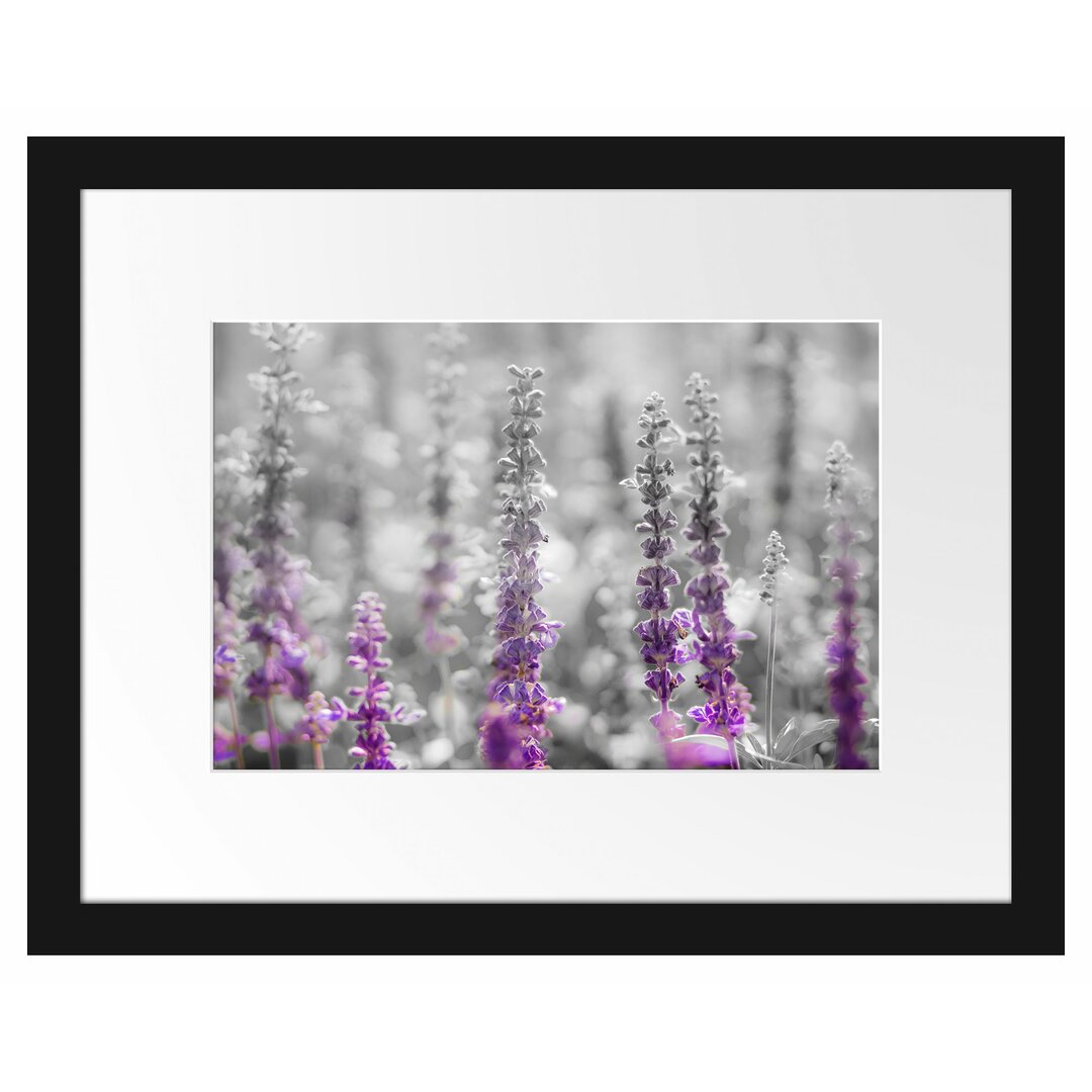 Gerahmtes Poster Schöne violette Lavendelblüten