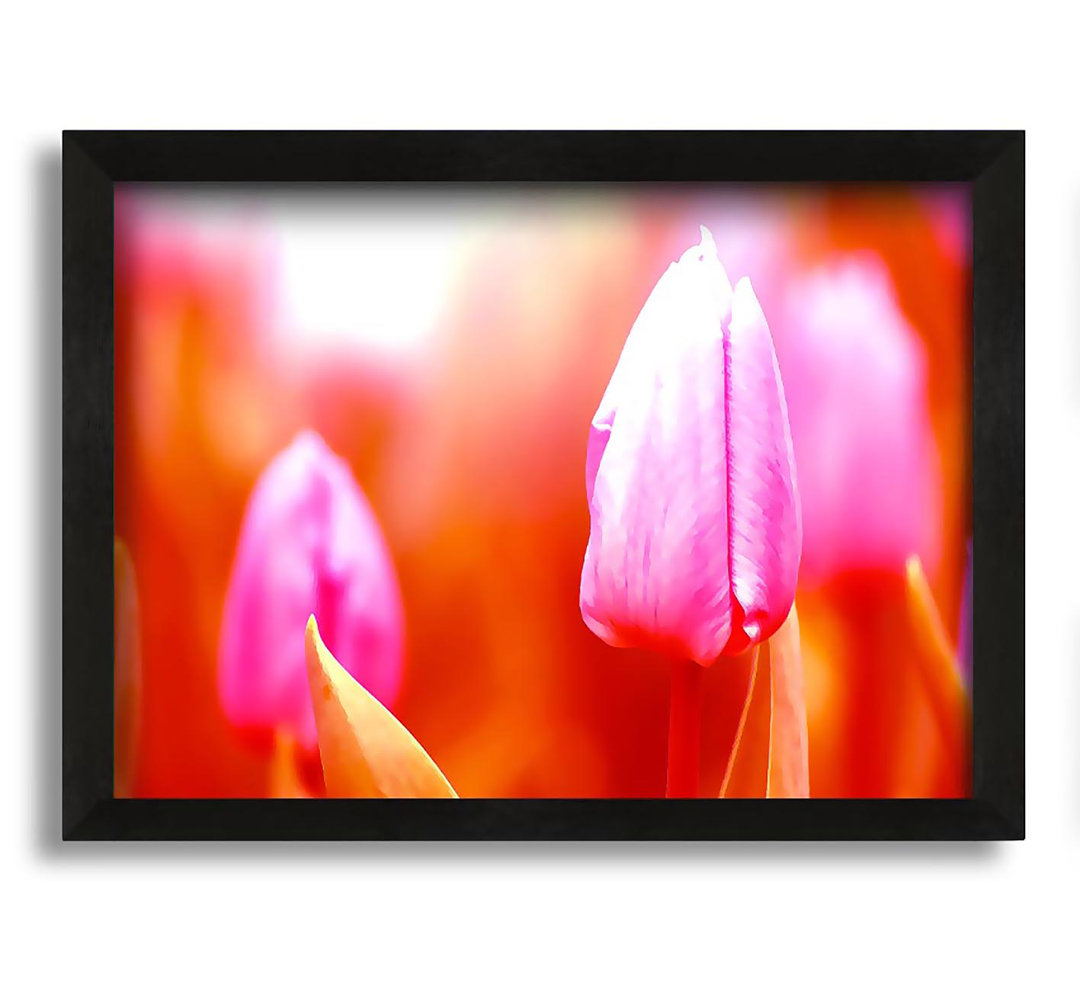 Gerahmtes Leinwandbild Pink Tulip on Red