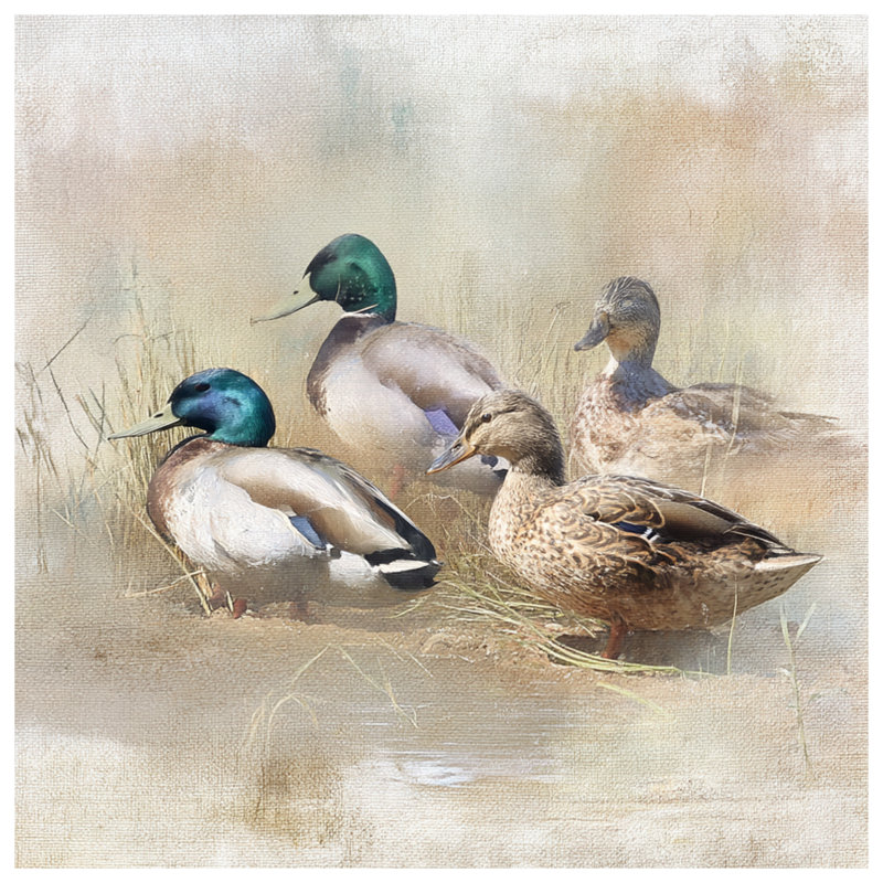 Tapis de bain Mallard Ducks In Field, L 24 po x L 17 po