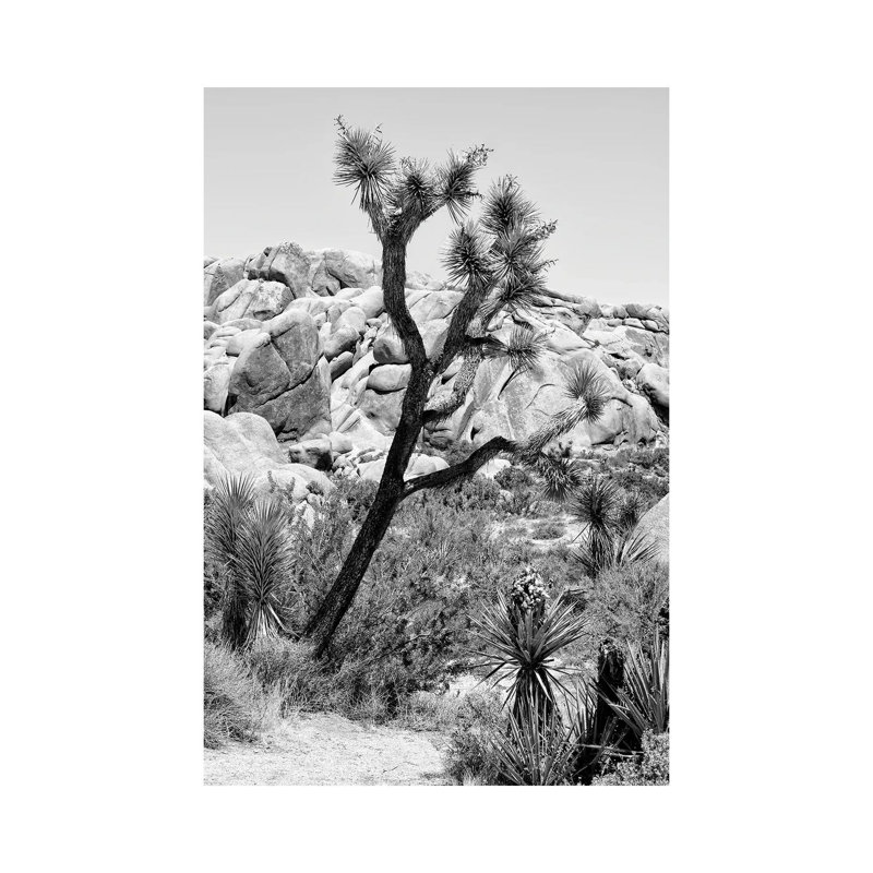 Black California Series - Joshua Tree National Park - Wrapped Canvas Print, 30.48 cm H x 45.72 cm W