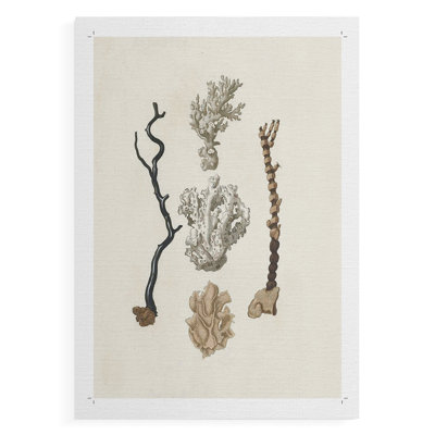 Knorr Shells & Coral V - Impression sur toile seulement - NON-CADRE