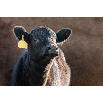 " Cute Angus Calf " by Jacqueline Nix