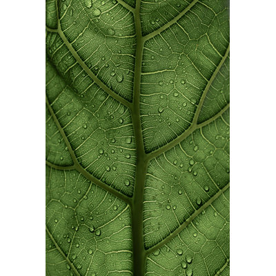 Vert feuille translucide, veines, plantes, naturel