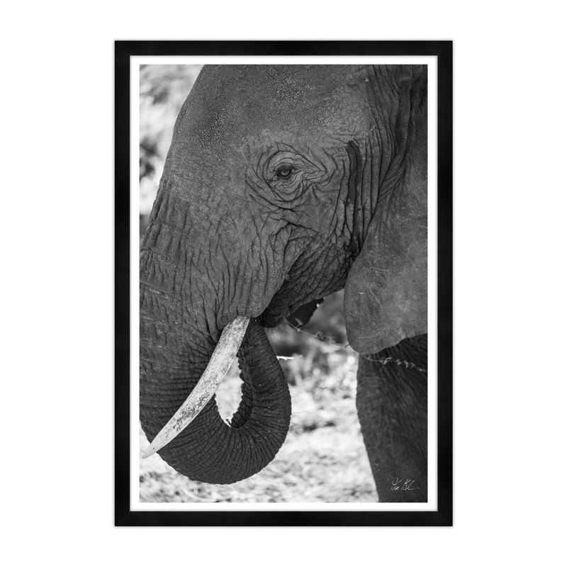 African Elephant Print by Tim Klein