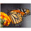 Butterfly Photo 6'' x 6'' Satin Ceramic Decorative Mural