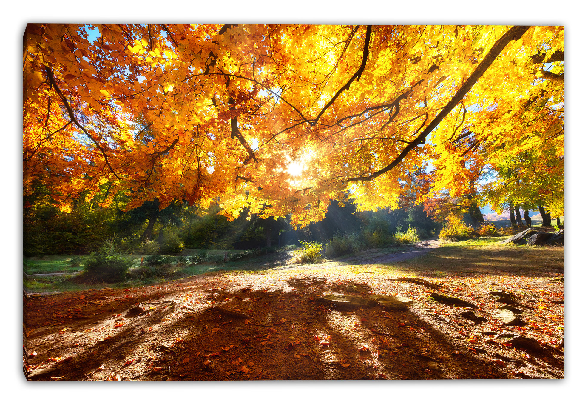Union Rustic Maple Canopy Light Wrapped Canvas Wall Art | Wayfair