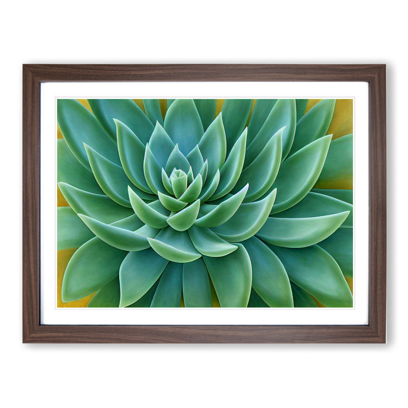 Soulful Succulent Plant - Framed Print, 25cm H x 34cm W x 2cm D, Walnut