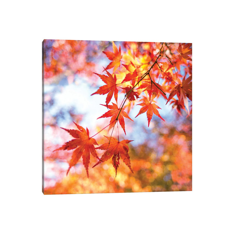 Japanese Maple Tree In Autumn by Jan Becke - Wrapped Canvas Print, 93.98 cm H x 93.98 cm W x 3.175 cm D