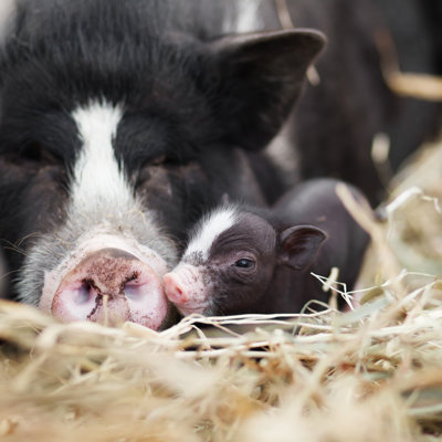 Vietnamese Pigs - Wrapped Canvas Print