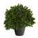 10in. Boxwood Topiary Artificial Plant UV Resistant (Indoor/Outdoor)