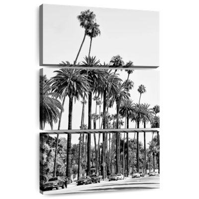 Sireci Black California LA's Palm Trees