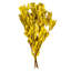 Faux Banksia Plant Preserved
