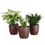 Live Low Light Houseplant Set-100088148